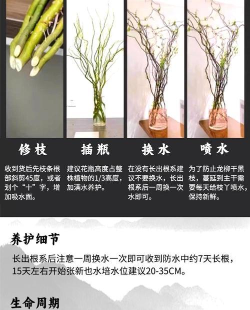 龙柳叶子发黄是怎么回事？如何进行有效处理？