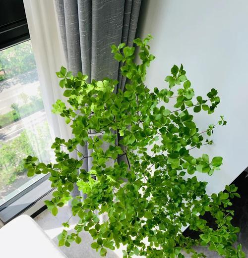 龙柳叶子发黄是怎么回事？如何进行有效处理？