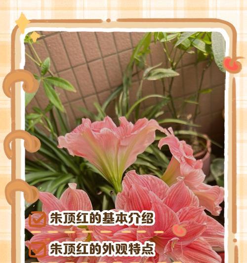 摩卡朱顶红还有哪些别名？