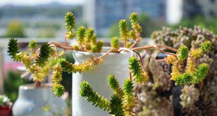 哪些植物适合高级家庭观赏？