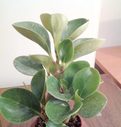 哪些植物适合高级家庭观赏？