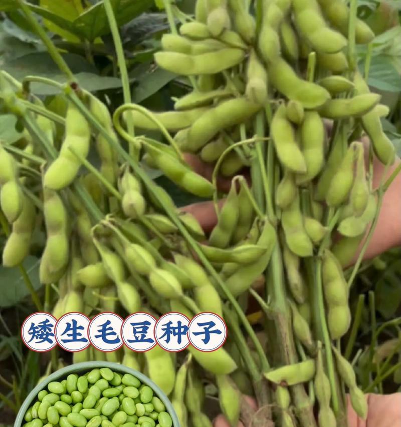 武汉地区毛豆的最佳播种季节是什么时候？