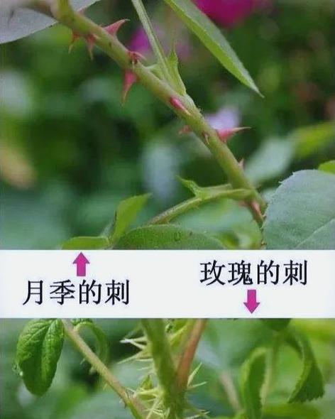月季加蔷薇玫瑰怎么养？养护技巧有哪些？