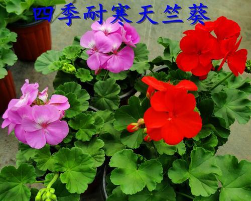 阳台垂吊花卉推荐？哪些品种最适合悬挂种植？