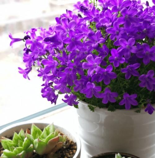 阳台适合养哪些花？绿植养护有哪些技巧？
