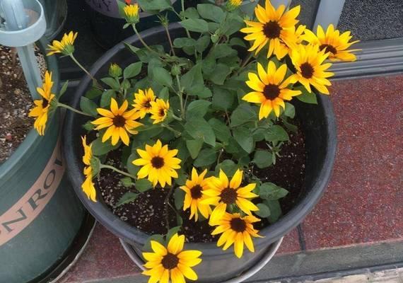 阳台适合养哪些花？绿植养护有哪些技巧？
