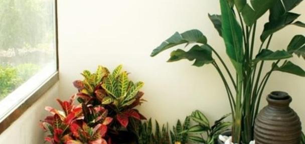 阳台适合养哪些花？绿植养护有哪些技巧？