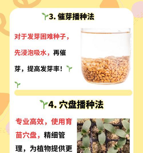 寒稻播种的最佳季节是什么时候？播种前需要做哪些准备？
