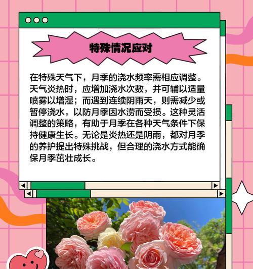 马尾松土中月季的养护技巧有哪些？
