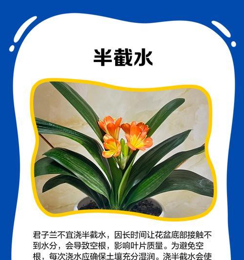 新栽君子兰小苗如何浇水？浇水频率是多少？