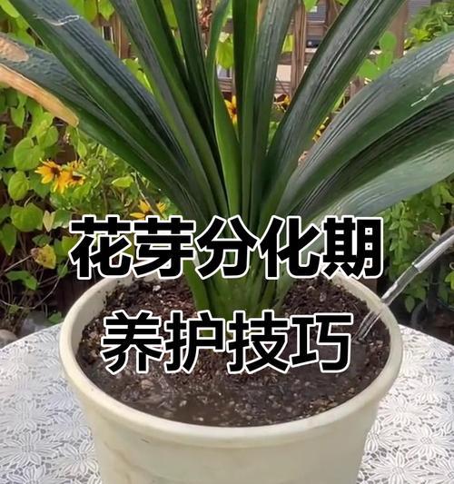 新栽君子兰小苗如何浇水？浇水频率是多少？