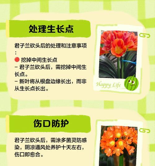君子兰栽盆晃动是什么原因？如何固定？