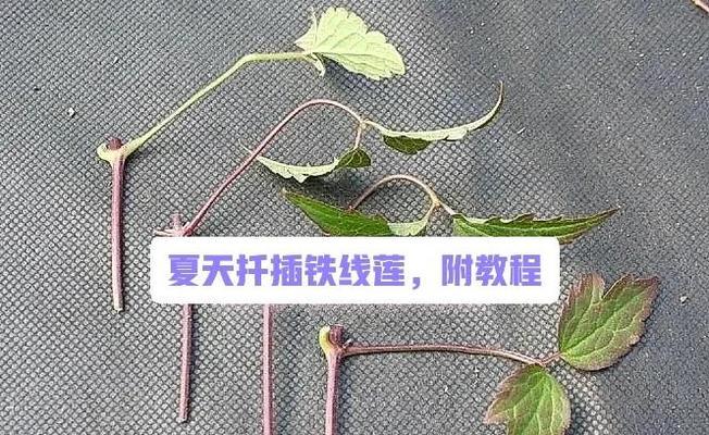 铁线莲好插活吗怎么养？铁线莲插枝养护要点是什么？