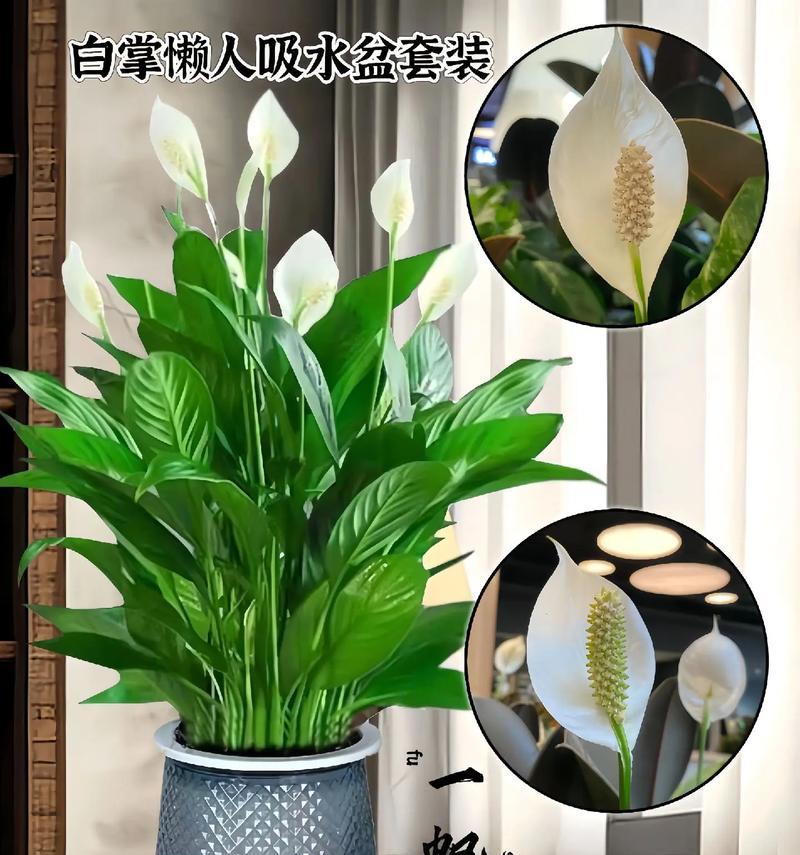 白掌叶子发黄时家庭急救方法是什么？