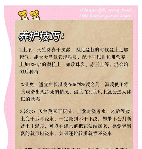 天竺葵横拉枝的养护方法是什么？