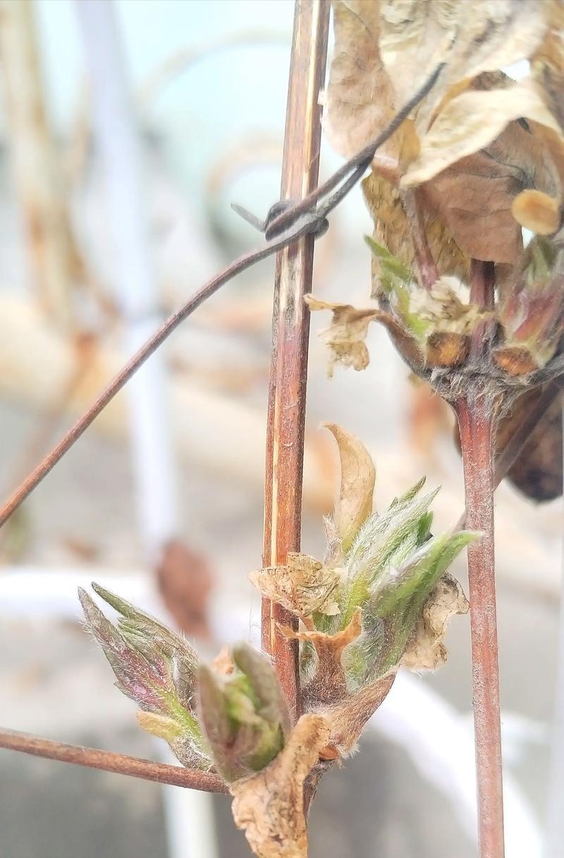 春天种植铁线莲种子的正确步骤是什么？