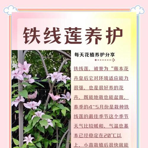 春天种植铁线莲种子的正确步骤是什么？