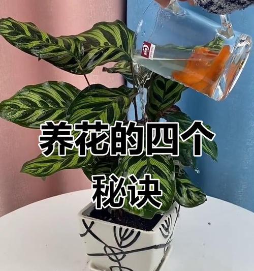 健康养花有哪些技巧和方法？