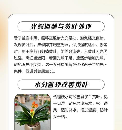 君子兰叶子变软是什么原因？