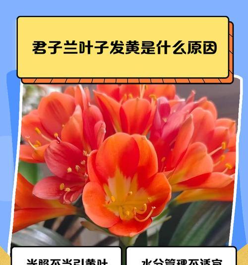 君子兰叶子变软是什么原因？