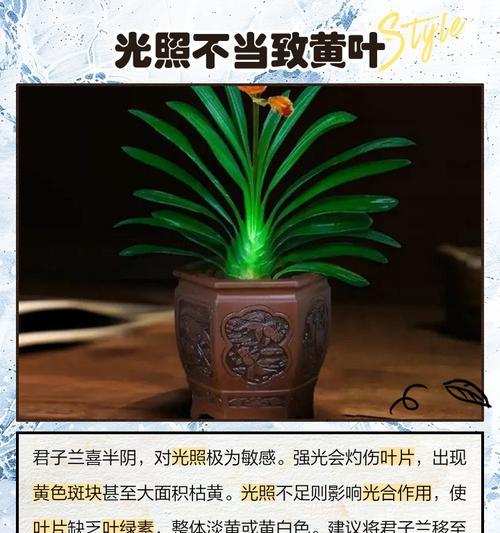 君子兰叶子变软是什么原因？