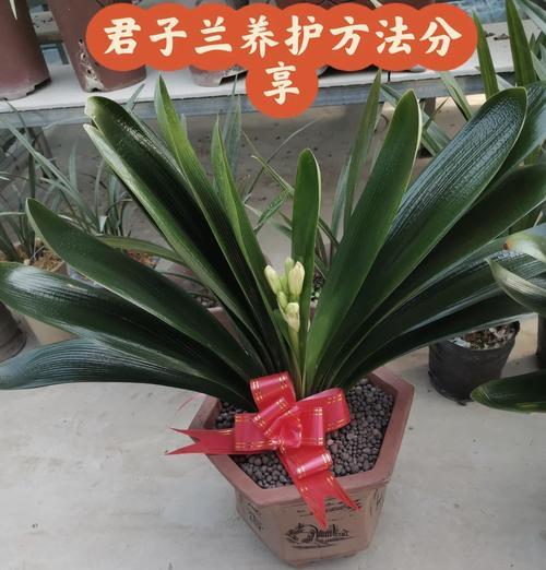 君子兰小冤家的养护技巧和常见问题解答？