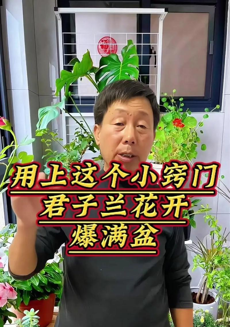 君子兰小冤家的养护技巧和常见问题解答？
