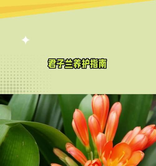 君子兰小冤家的养护技巧和常见问题解答？