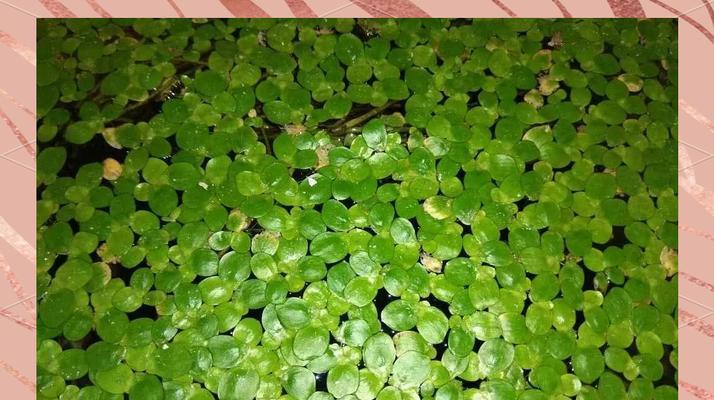 鱼池适合种植哪些水生植物？