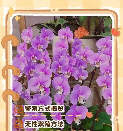 兰花无性栽培的技术要点是什么？