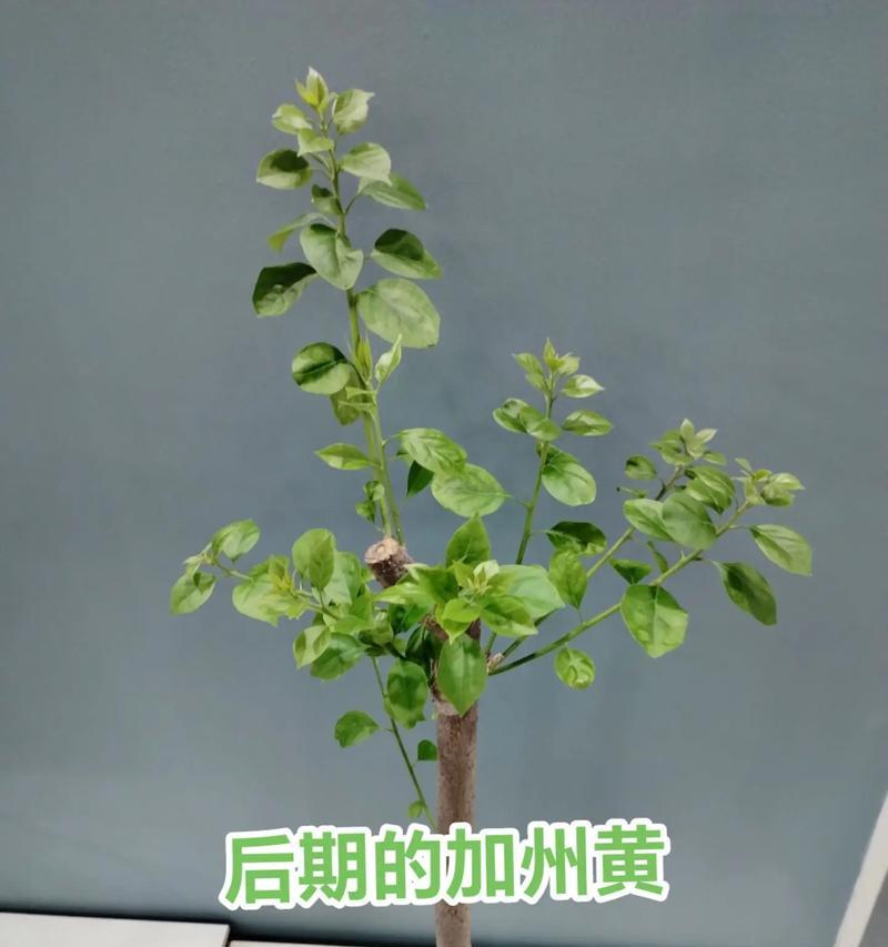 春季如何促进三角梅发芽？有哪些有效的方法？