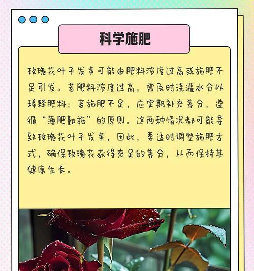 光叶子花叶子发黄干枯的补救方法是什么？
