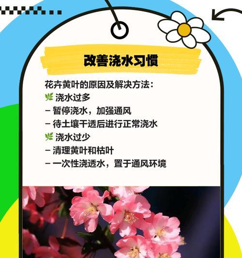 光叶子花叶子发黄干枯的补救方法是什么？