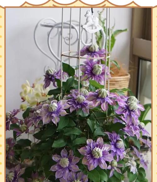 养花技巧铁线莲怎么养才能开花？铁线莲开花的养护技巧是什么？