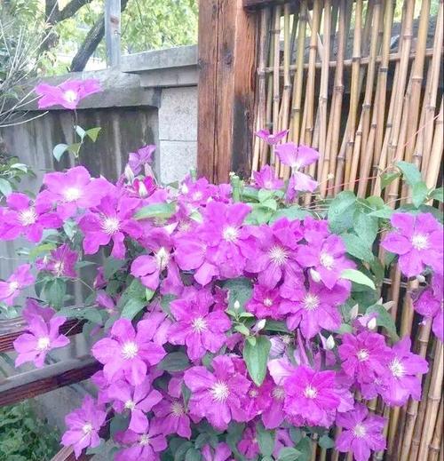 养花技巧铁线莲怎么养才能开花？铁线莲开花的养护技巧是什么？