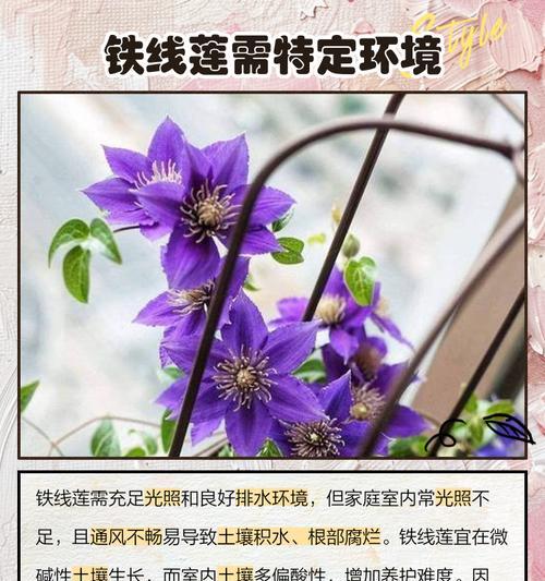 铁线莲冬季死亡的原因有哪些？
