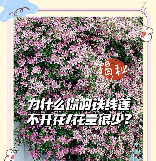 铁线莲冬季死亡的原因有哪些？