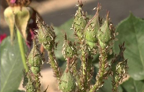 巧子栽培技术有哪些？不同种类的栽培方法有何不同？