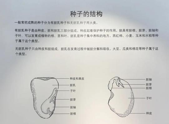 巧子栽培技术有哪些？不同种类的栽培方法有何不同？