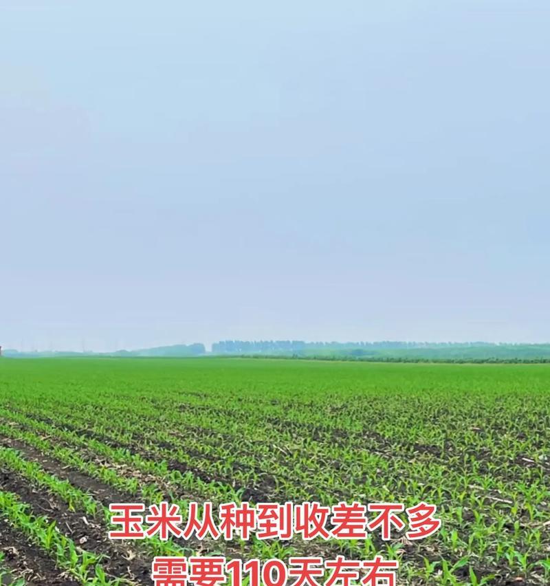 玉米播种快种现象的原因是什么？如何应对这种情况？