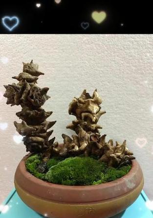 黑金刚藤盆景怎么养？日常养护和繁殖方法有哪些？