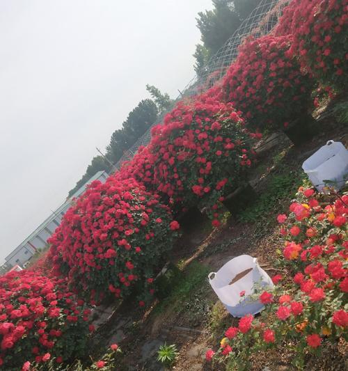 一枝月季插花瓶的步骤和技巧是什么？