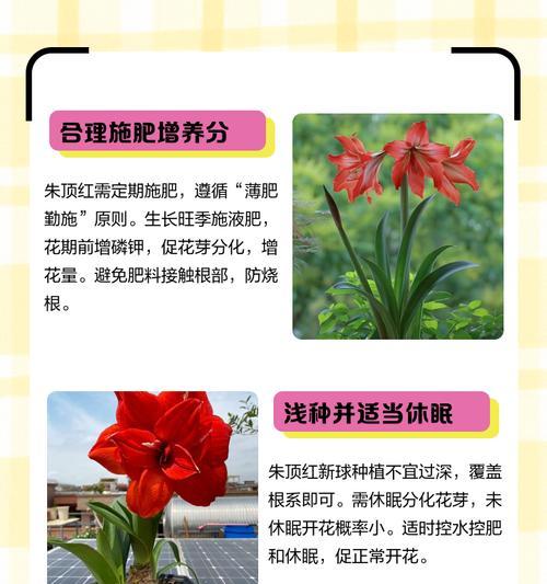 朱顶红开花低垂的原因是什么？