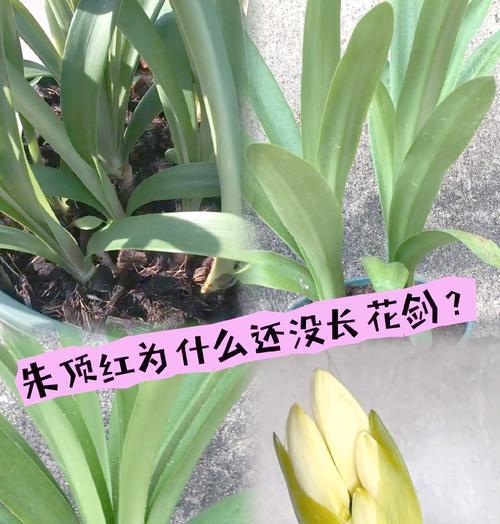 朱顶红开花低垂的原因是什么？