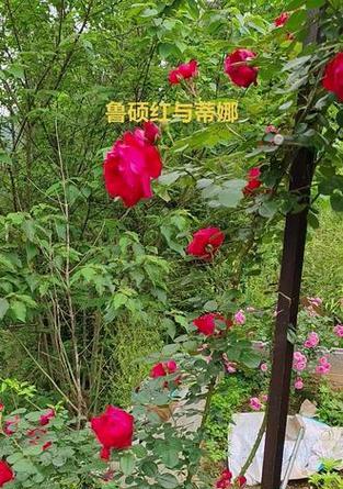 月季拱门制作步骤是什么？