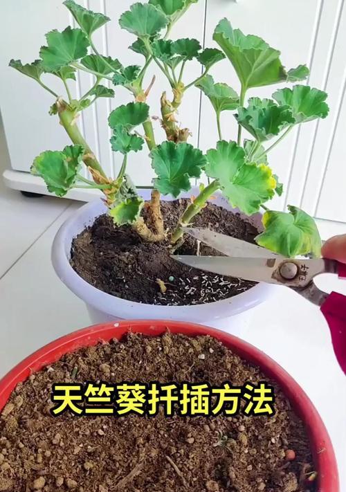 重瓣天竺葵的养殖方法有哪些？