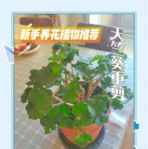 重瓣天竺葵的养殖方法有哪些？