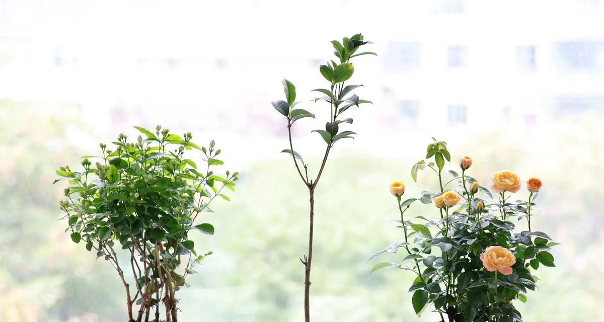 阳台适合种植哪些花卉？
