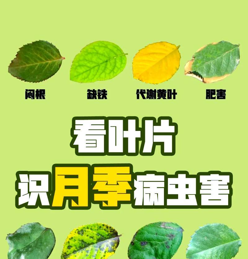 月季不发黄却掉叶子的解决方法是什么？