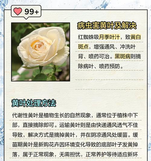 月季不发黄却掉叶子的解决方法是什么？